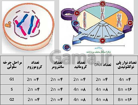 پاورپوینت زیست شناسی یازدهم | فصل 6: تقسیم یاخته- پیش نمایش
