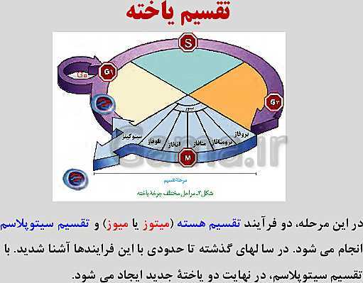 پاورپوینت زیست شناسی یازدهم | فصل 6: تقسیم یاخته- پیش نمایش