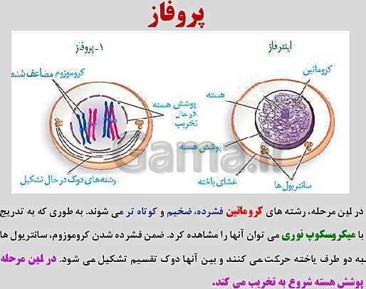 پاورپوینت زیست شناسی یازدهم | فصل 6: تقسیم یاخته- پیش نمایش