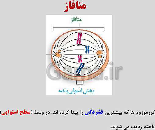 پاورپوینت زیست شناسی یازدهم | فصل 6: تقسیم یاخته- پیش نمایش