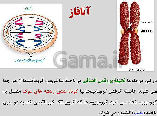 پاورپوینت زیست شناسی یازدهم | فصل 6: تقسیم یاخته- پیش نمایش