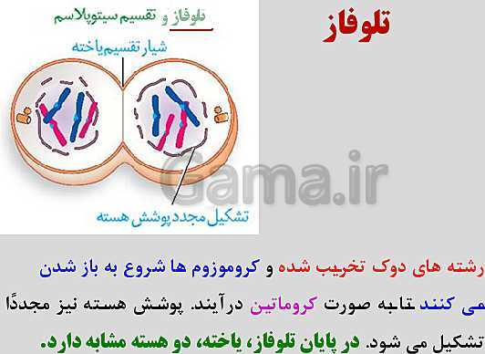 پاورپوینت زیست شناسی یازدهم | فصل 6: تقسیم یاخته- پیش نمایش