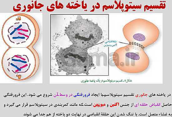 پاورپوینت زیست شناسی یازدهم | فصل 6: تقسیم یاخته- پیش نمایش