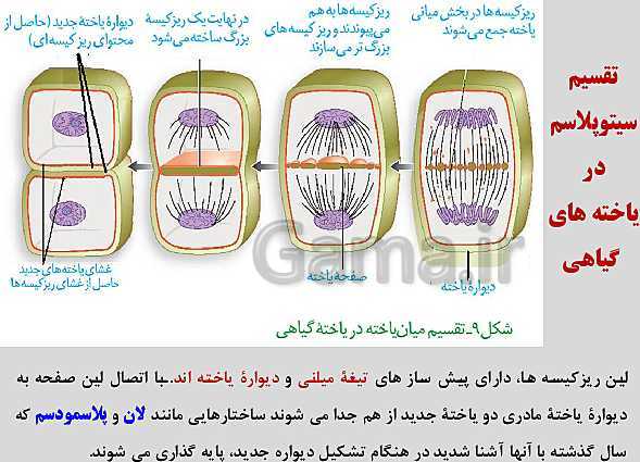 پاورپوینت زیست شناسی یازدهم | فصل 6: تقسیم یاخته- پیش نمایش