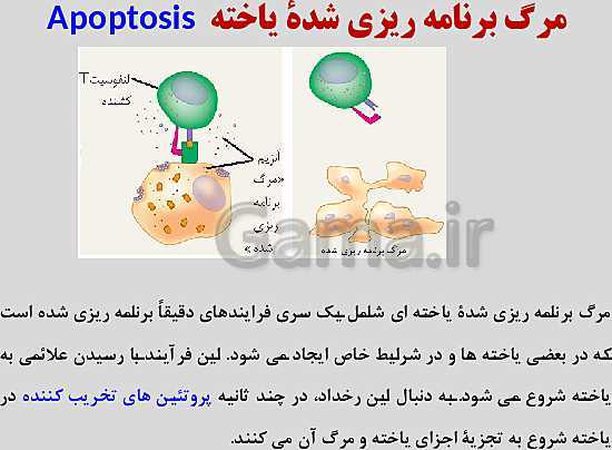 پاورپوینت زیست شناسی یازدهم | فصل 6: تقسیم یاخته- پیش نمایش