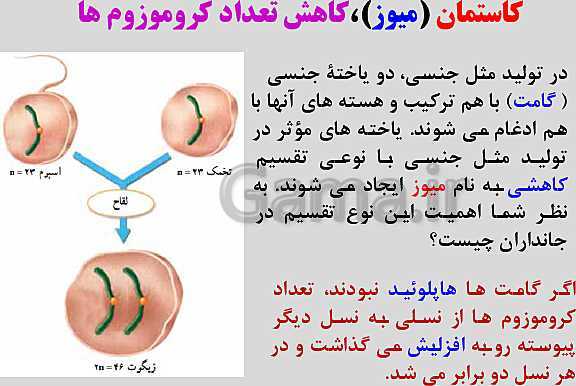 پاورپوینت زیست شناسی یازدهم | فصل 6: تقسیم یاخته- پیش نمایش