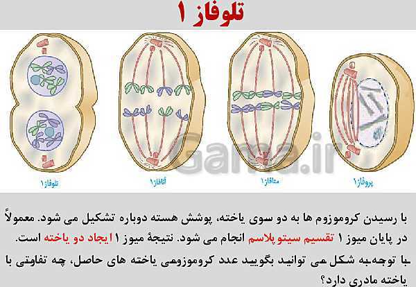 پاورپوینت زیست شناسی یازدهم | فصل 6: تقسیم یاخته- پیش نمایش