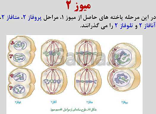 پاورپوینت زیست شناسی یازدهم | فصل 6: تقسیم یاخته- پیش نمایش