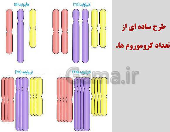 پاورپوینت زیست شناسی یازدهم | فصل 6: تقسیم یاخته- پیش نمایش