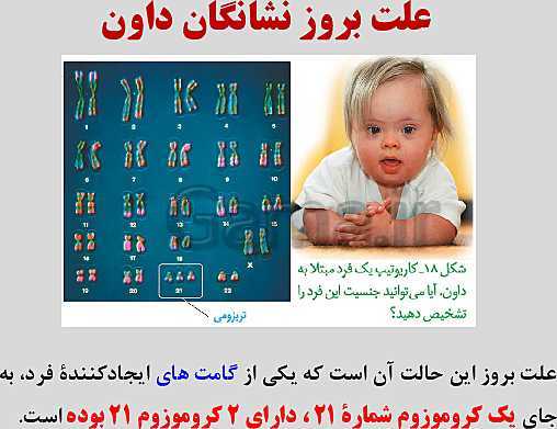پاورپوینت زیست شناسی یازدهم | فصل 6: تقسیم یاخته- پیش نمایش