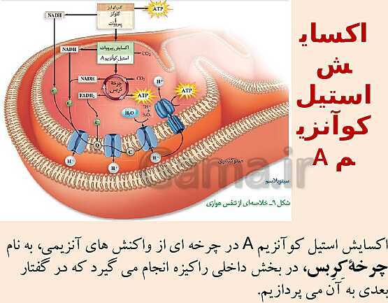 پاورپوینت زیست 3 | فصل 5: از ماده به انرژی | گفتار 1: تأمین انرژی- پیش نمایش