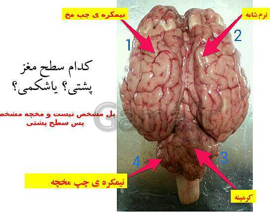 پاورپوینت زیست شناسی (2) یازدهم رشته تجربی | تشریح مغز- پیش نمایش