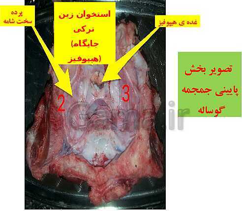 پاورپوینت زیست شناسی (2) یازدهم رشته تجربی | تشریح مغز- پیش نمایش