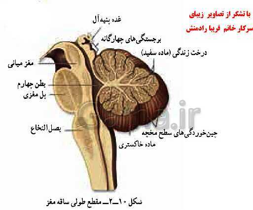 پاورپوینت زیست شناسی (2) یازدهم رشته تجربی | تشریح مغز- پیش نمایش