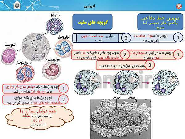 پاورپوینت تدریس زیست شناسی (2) یازدهم تجربی | فصل 5: ایمنی (گفتار 1 و 2)- پیش نمایش