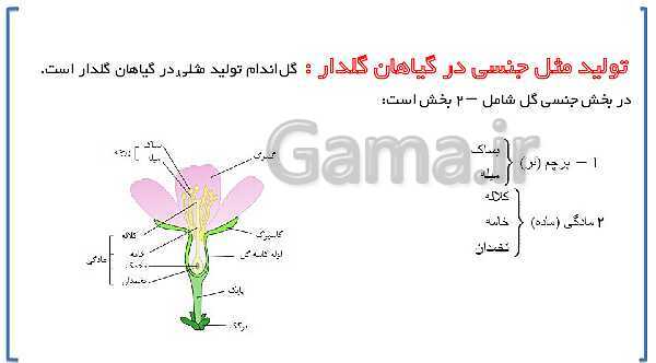 پاورپوینت ارائه علوم تجربی هشتم | فصل 8: تولید مثل در جانداران- پیش نمایش