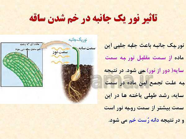 پاورپوینت زیست شناسی (2) یازدهم تجربی | فصل 9: پاسخ گیاهان به محرک‌ها (گفتار 1 و 2 )- پیش نمایش