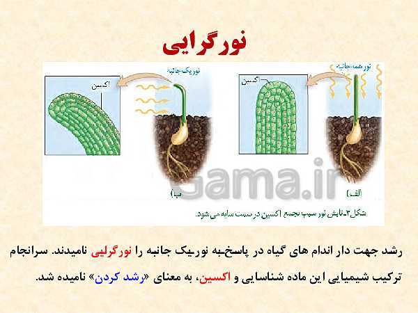 پاورپوینت زیست شناسی (2) یازدهم تجربی | فصل 9: پاسخ گیاهان به محرک‌ها (گفتار 1 و 2 )- پیش نمایش