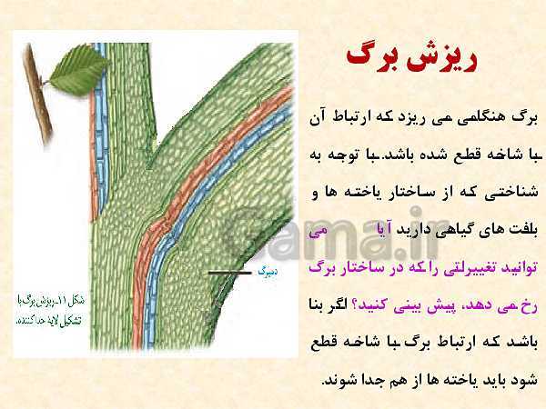 پاورپوینت زیست شناسی (2) یازدهم تجربی | فصل 9: پاسخ گیاهان به محرک‌ها (گفتار 1 و 2 )- پیش نمایش