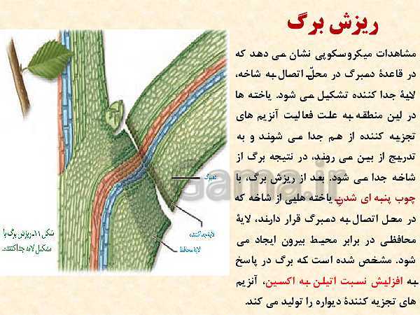 پاورپوینت زیست شناسی (2) یازدهم تجربی | فصل 9: پاسخ گیاهان به محرک‌ها (گفتار 1 و 2 )- پیش نمایش
