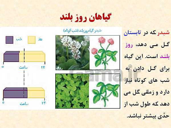 پاورپوینت زیست شناسی (2) یازدهم تجربی | فصل 9: پاسخ گیاهان به محرک‌ها (گفتار 1 و 2 )- پیش نمایش