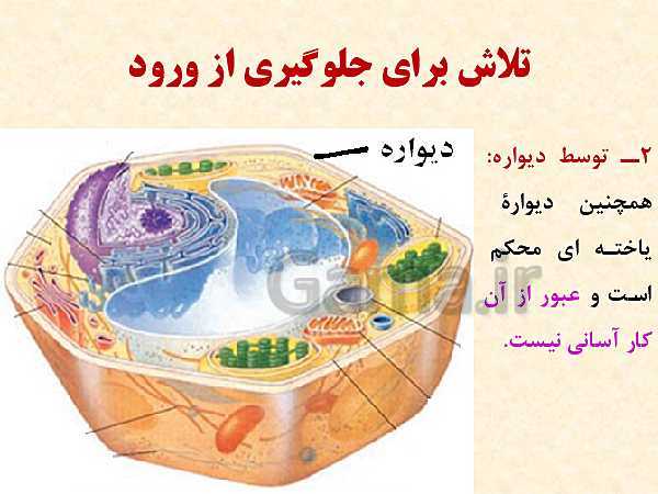 پاورپوینت زیست شناسی (2) یازدهم تجربی | فصل 9: پاسخ گیاهان به محرک‌ها (گفتار 1 و 2 )- پیش نمایش