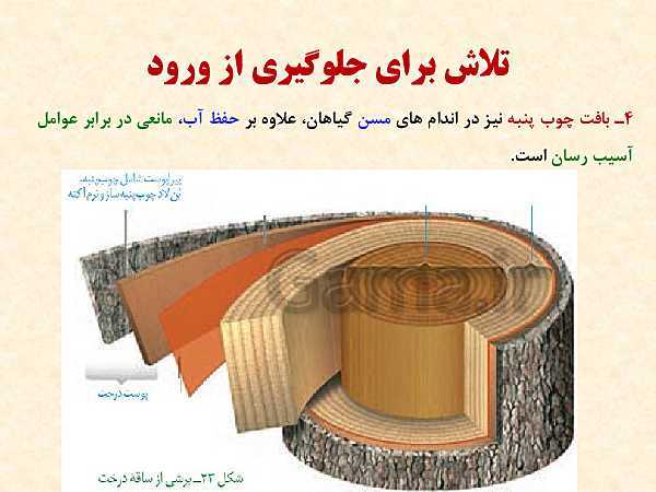 پاورپوینت زیست شناسی (2) یازدهم تجربی | فصل 9: پاسخ گیاهان به محرک‌ها (گفتار 1 و 2 )- پیش نمایش