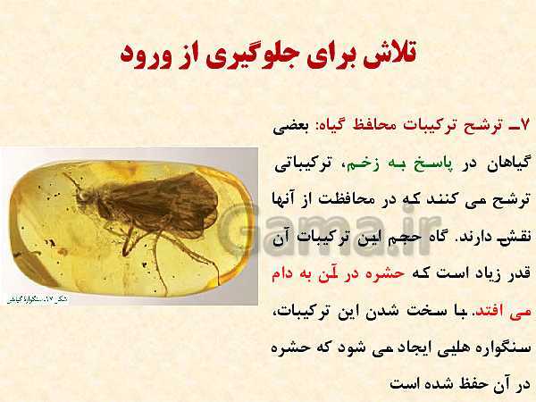 پاورپوینت زیست شناسی (2) یازدهم تجربی | فصل 9: پاسخ گیاهان به محرک‌ها (گفتار 1 و 2 )- پیش نمایش