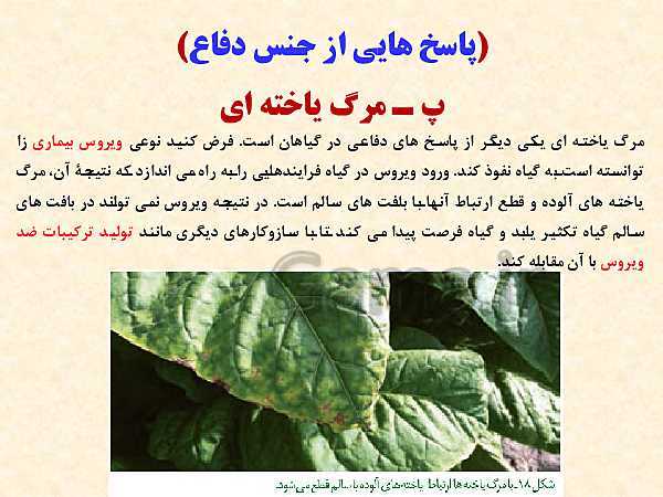 پاورپوینت زیست شناسی (2) یازدهم تجربی | فصل 9: پاسخ گیاهان به محرک‌ها (گفتار 1 و 2 )- پیش نمایش