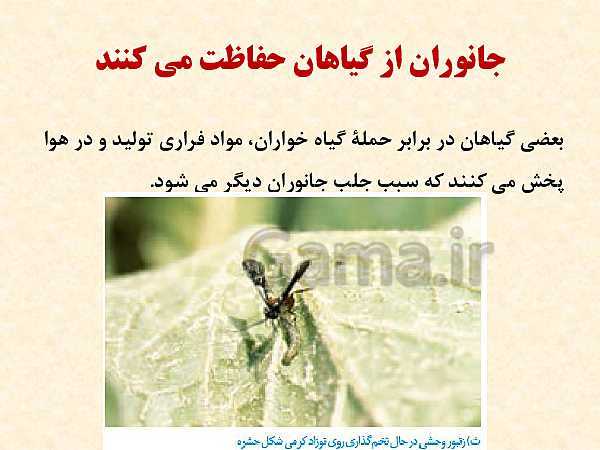 پاورپوینت زیست شناسی (2) یازدهم تجربی | فصل 9: پاسخ گیاهان به محرک‌ها (گفتار 1 و 2 )- پیش نمایش