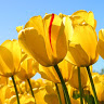 مزگان علیزاده