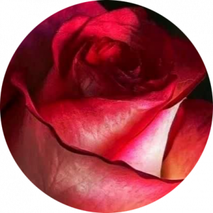 حمیده عظیمی