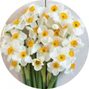سمانه صفری