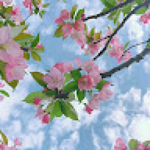 ملیکا کج فروش