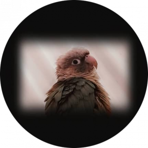 روکال دامسون