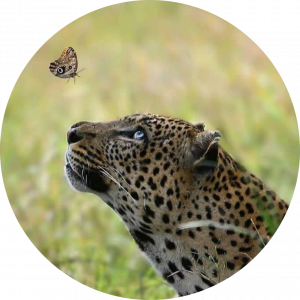 ZA MO