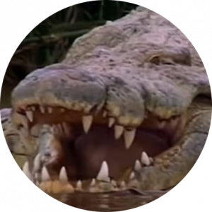 تمساح  تمساحی