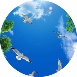 فاطمه  معینی 