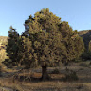 پروانه اسماعیل زاده