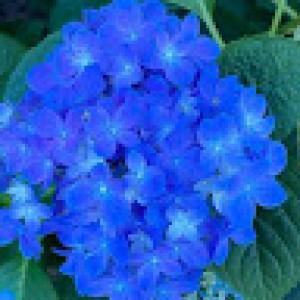 Shiva Gholami