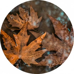 مبینا  رحمانی 