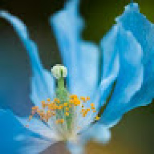 یوسف گلمکانی