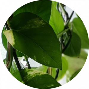 هانیه سادات  حسینی