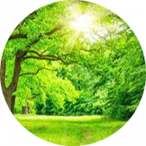 علی فرشبافیان