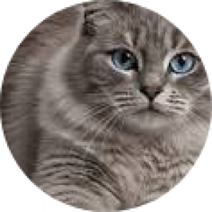   امیرعلی نمیدونم