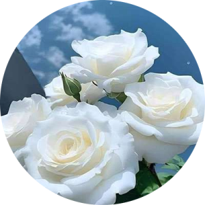 آتنا رضائی