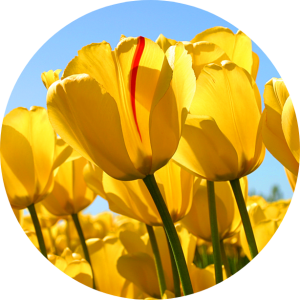 رومینا  داریانی 