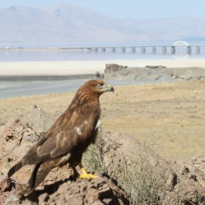 احسان  اقبالی