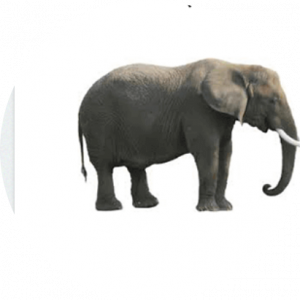 امیر  حسنی اصل