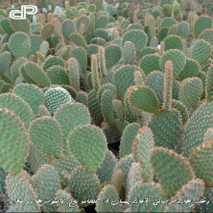 قاسم  بهفر